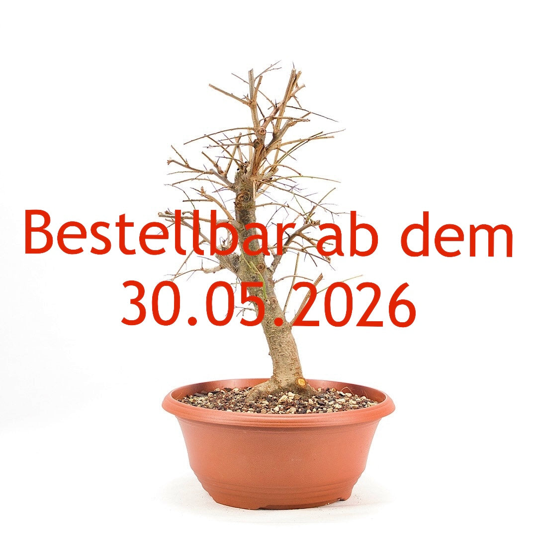 Schwarzdorn 'Prunus spinosa'